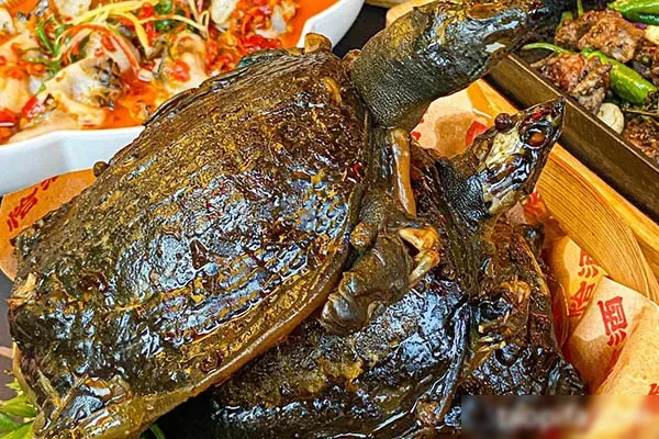 图片[1]-金沙酱甲鱼技术配方和视频教程-爱尚配方网