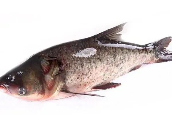 金鲨酱胖头鱼视频教程-爱尚配方网